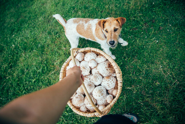 Fox terrier with a basket of freshly picked parasol mushrooms. Best friend for outdoor adventures. - Photo, image