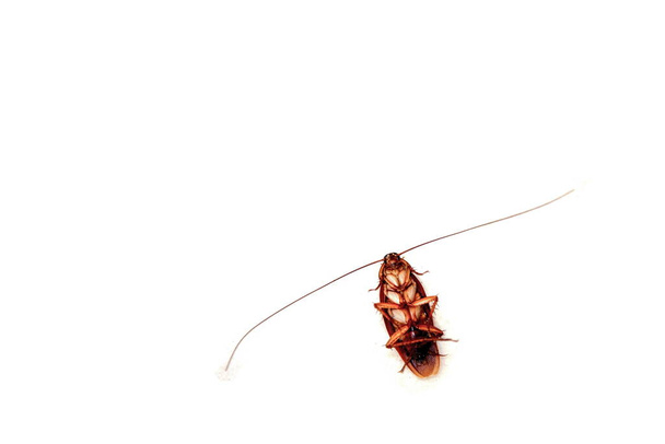 Ölü hamamböceğini beyaz üzerine uzun antenle kapat. Kirli, canlı. izole edilmiş, üst görünüm, kopyalama alanı. - Fotoğraf, Görsel