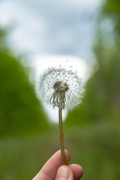 hand with a dandelion in the wind - Photo, Image