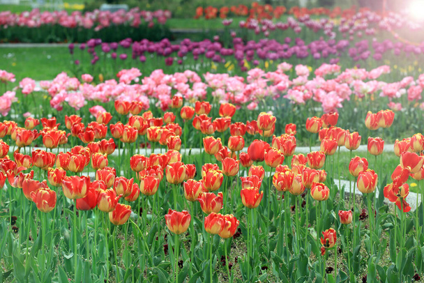 Field with colorful tulips in a park. Floral background and tulips pattern. - Foto, Imagen
