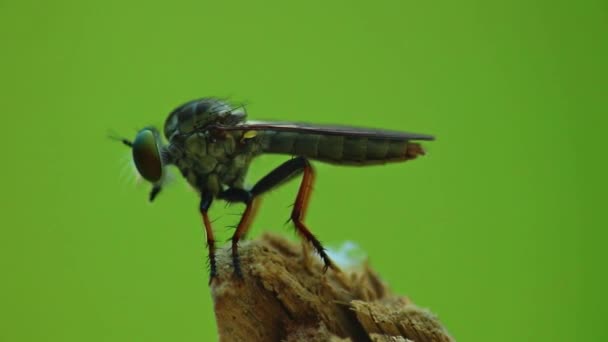 Rabló fly assassin fly makró közelről statikus lövés HD bokeh zöld háttér. - Felvétel, videó
