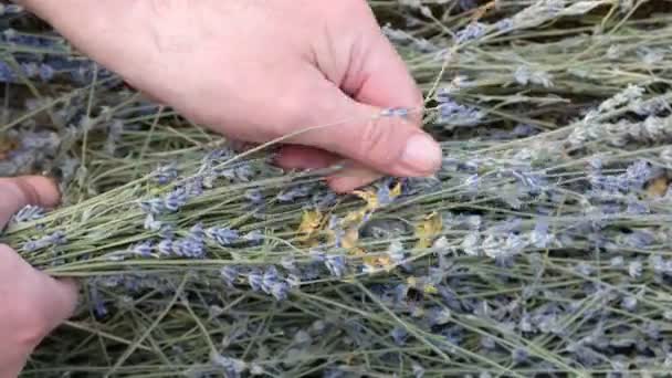 Lavender raw materials in a man's hand. The man separates the dried flowers from the stems. - Footage, Video