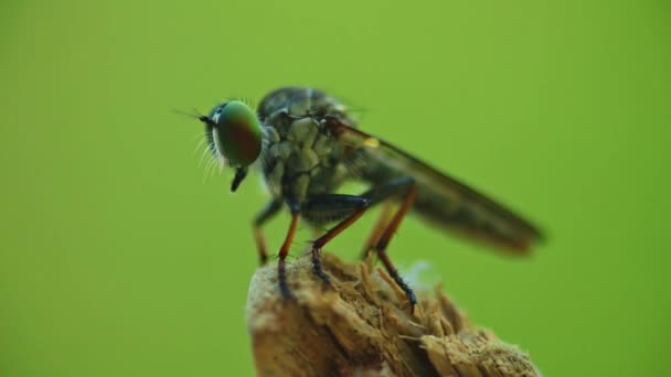 Robber fly assassin fly macro close up static shot in hd with bokeh green background. - Footage, Video