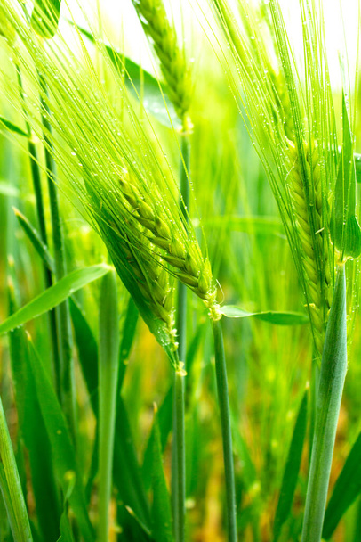 zöld mező fiatal búza eső után egy gazdaságban a meleg tavaszi napon - Fotó, kép
