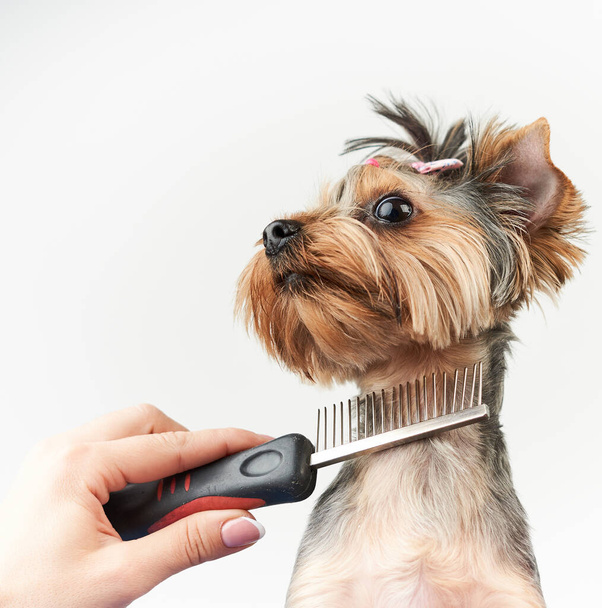 toiletteur fait une coupe de cheveux pour un petit chien dans le salon
 - Photo, image
