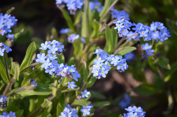 Grupo de muchos azul pequeño olvidarme no o flores de hierbas Escorpión, Myosotis, en un jardín en un día soleado de primavera, hermoso fondo floral al aire libre - Foto, Imagen