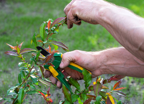 Весеннее сезонное садоводство. Руки с секаторами отрезают ветви кустов
 - Фото, изображение