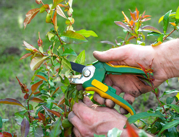 Jarní sezónní zahradničení. Mužské ruce s nůžkami odřezávající větve keřů - Fotografie, Obrázek