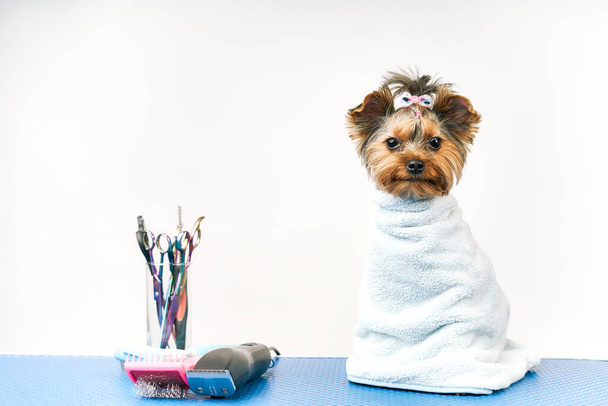громер робить зачіску для маленької собаки в салоні
 - Фото, зображення