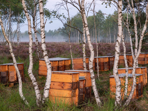 Μελισσοκομικές κυψέλες στέκονται ανάμεσα στα πεύκα στην ειδυλλιακή γη Νωρίς το πρωί. - Φωτογραφία, εικόνα