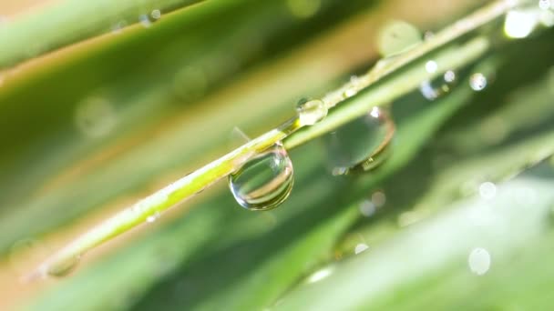 Green leaf with dew drops - Footage, Video