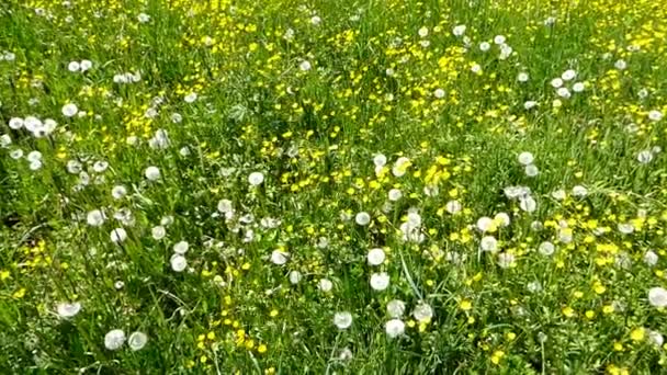 meadow with buttercups in spring in Germany - Footage, Video