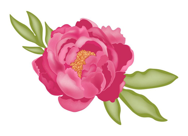 Różowy piwonia z zielonymi liśćmi izolowane na białym tle, wektor akcji ilustracja z efektem 3D, do projektowania i dekoracji, nadruk, logo, naklejka, pocztówka. - Wektor, obraz