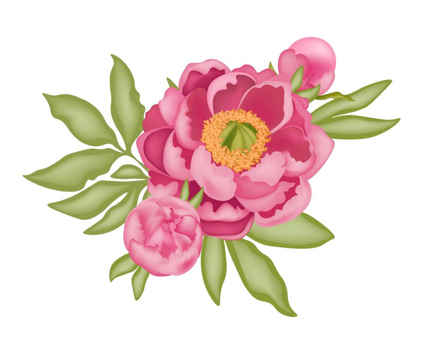 Peonia rosa con boccioli e foglie verdi isolate su sfondo bianco, illustrazione vettoriale stock con effetto 3D, per design e decorazione, stampa, logo, adesivo, cartolina
. - Vettoriali, immagini