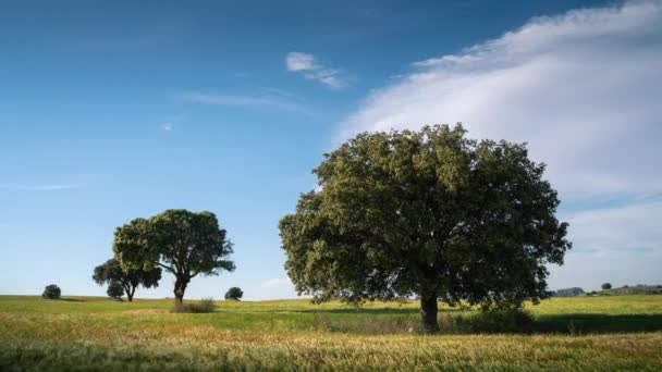 Kék ég zöld árpával és fákkal egy napsütéses napon - Felvétel, videó