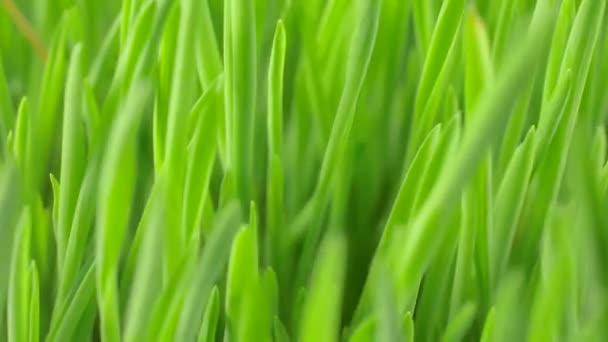 Green grass sprouts close up - Footage, Video