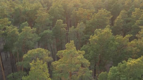 Ormanı tepeden görmek, helikopterle ağaçların üzerinden uçmak, gün batımı ve dinlenme, seyahat ve meditasyon için bir yer. Flora, fauna ve vahşi yaşam, ekoloji, temiz bölge - Video, Çekim