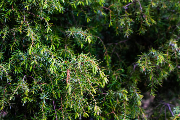 Twig of common juniper with blue berries - Fotoğraf, Görsel