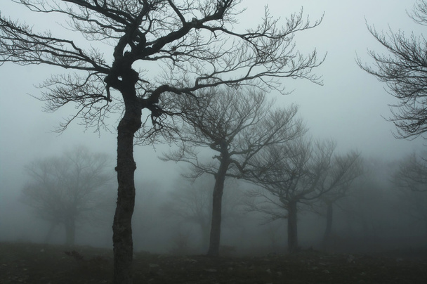 Foresta nebbiosa
 - Foto, immagini