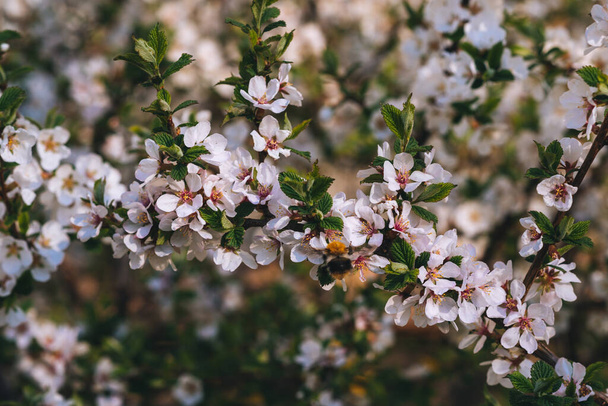 Blooming cherry spring background closeup - Фото, зображення