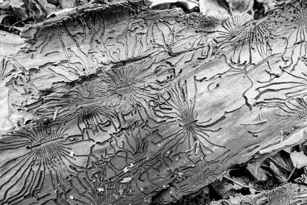Traces of the pest on the bark of a tree in the form of Nazca lines. Abstract background Monochrome. - Photo, Image