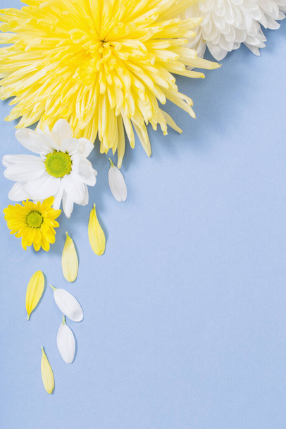 white and yellow  chrysanthemum on blue paper background - Photo, image