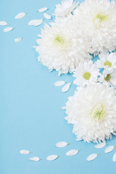 white chrysanthemum on blue paper background - Fotoğraf, Görsel
