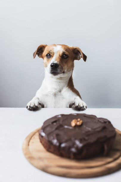Cute puppy with delicious chocolate cake - Photo, Image