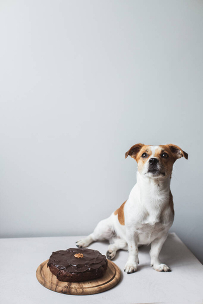 Netter Hund mit Schokoladenkuchen auf hellem Hintergrund - Foto, Bild