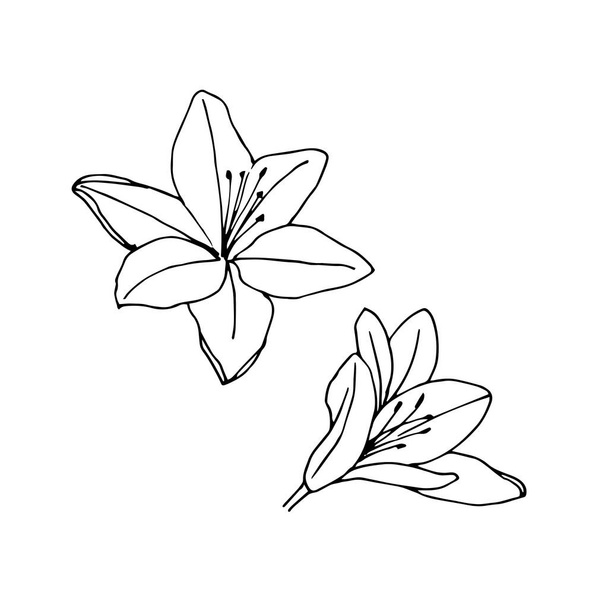 Lily Flowersová. Vektorové ilustrace izolované na bílém pozadí - Vektor, obrázek