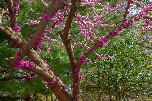 árvore da mola com flores florescendo cor-de-rosa e flores que sroutiing fora da casca dos caminhões da árvore
  - Foto, Imagem
