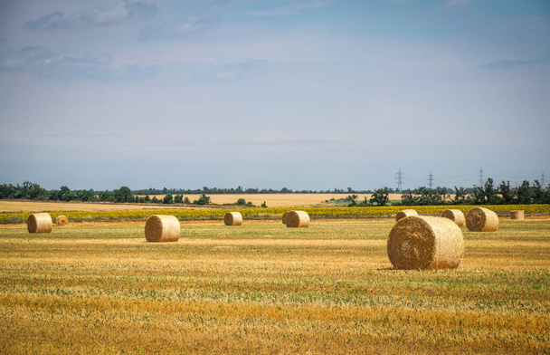 Круглые тюки сена в поле в сезон сбора урожая
 - Фото, изображение