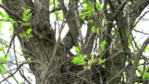 Eurasian Jay emerges from nest (Garrulus glandarius) - Metraje, vídeo
