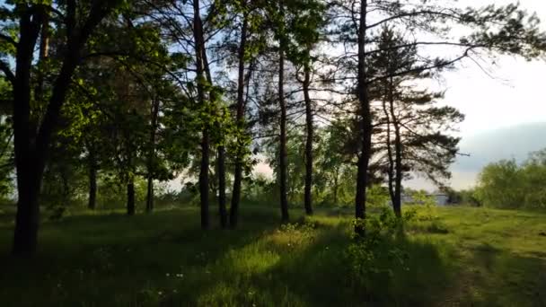 krajina s lesem při západu slunce. borovice a krásná obloha - Záběry, video