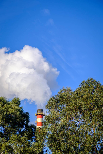 Füst jön ki a kéményből a papírpép ipar, között eukaliptusz fák. - Fotó, kép