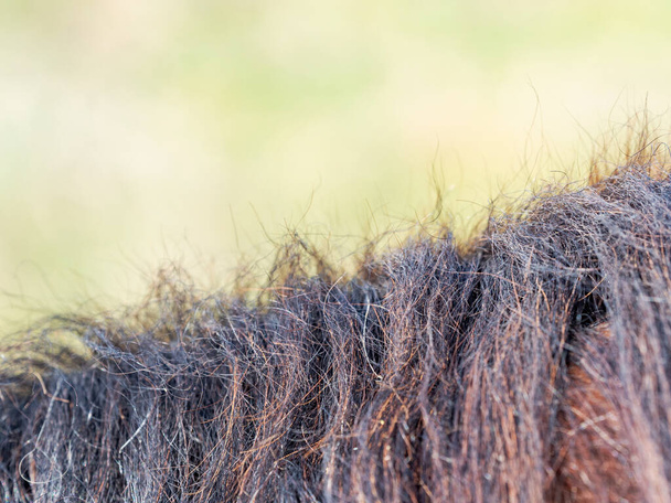 La crinière de cheval en détail montre une texture ondulée de poils d'animaux. Crinière de cheval brune à la ferme
 - Photo, image