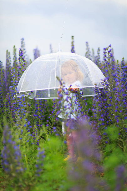 little girl with umbrella in field purple flowers - Foto, immagini