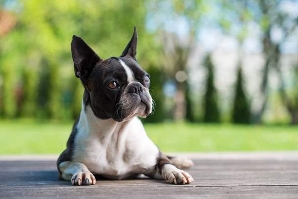 Бостонская собака-терьер на коричневой террасе - мелкая глубина резкости
 - Фото, изображение