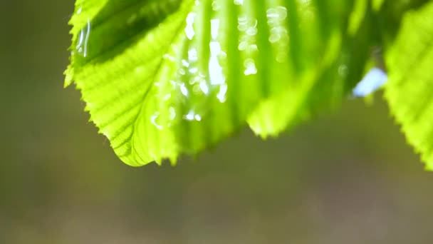 groen blad met dauwdruppels - Video