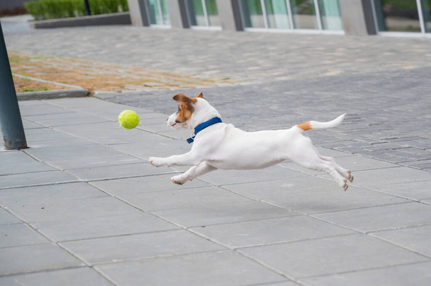 Purebred smooth-haired puppy Jack Russell Terrier plays on the street. Joyful little dog companion runs and jumps for a tennis ball. Active four-legged friend. - 写真・画像