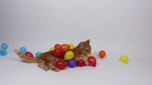 Große bunte Kugeln. Rote Katze in kleinen bunten Luftballons. Katzenballons - Filmmaterial, Video