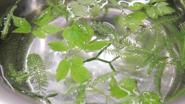 Detailní záběr kuchaře s mikrozelenou bylinkou s pinzetou na vaření v kuchyni. Horní pohled na několik čerstvě různých zelených bylin plovoucích v průzračné vodě - Záběry, video