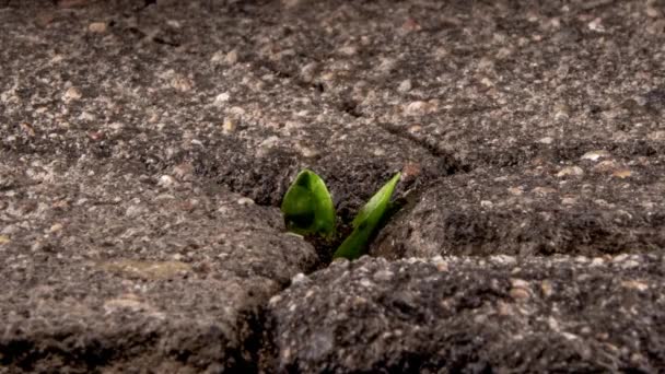 A green sprout breaks through the cracking asphalt, the life force of nature, time lapse. - Footage, Video