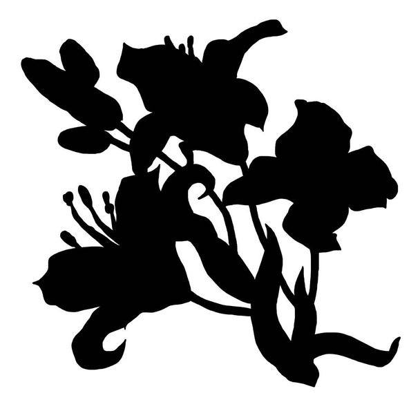 Black silhouette of lily flowers sketch drawn by hand isolated on white.  - Foto, Imagem