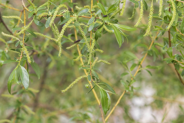 Zelené vrbové větvičky s listy. Voda v jezírku prosvítí listím - Fotografie, Obrázek