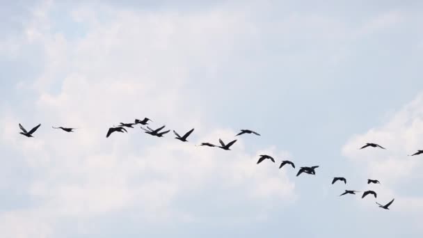 černý pták klávesa létá zpomalený pohyb - Záběry, video