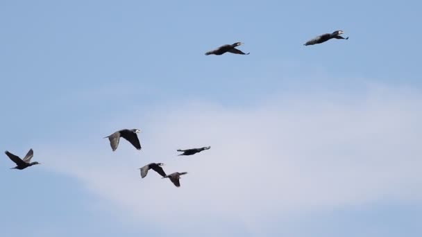 kormorany na błękitnym niebie latają wolno - Materiał filmowy, wideo