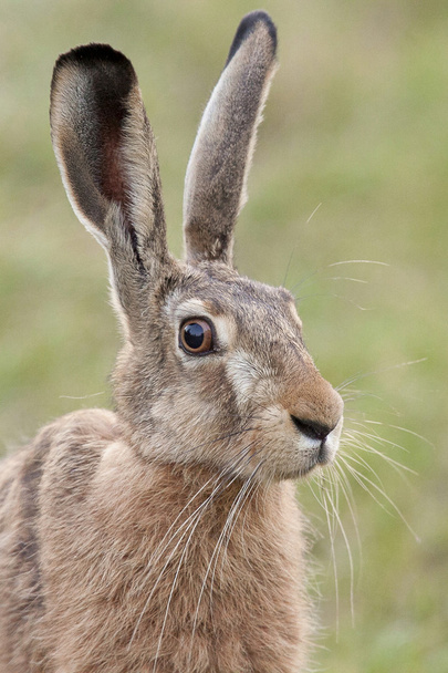 Portrait of a hare - Photo, Image