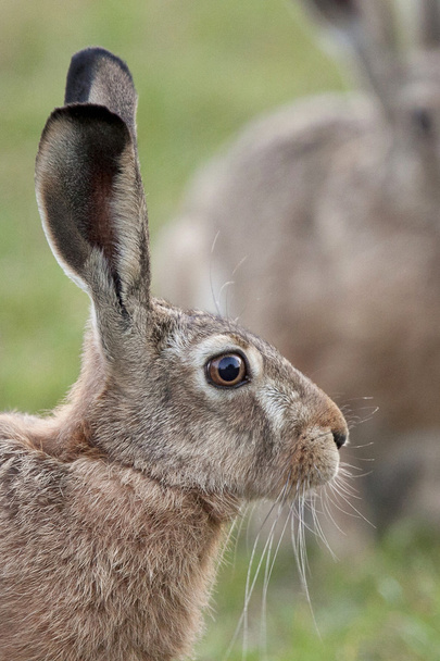 Hare in the wild, profile. - Photo, Image