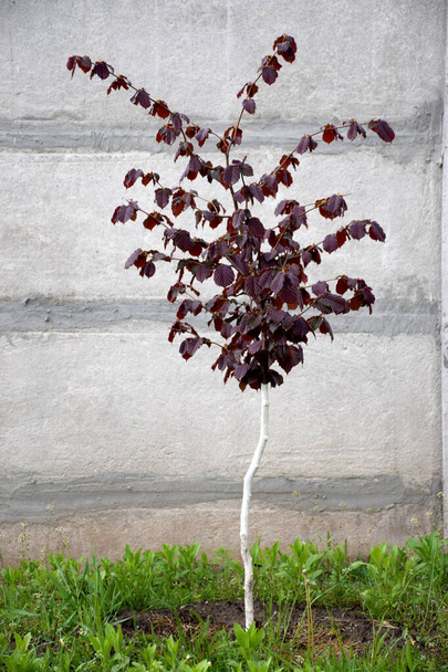 Hazelnut tree with red leaves on gray concrete fence background - Photo, Image